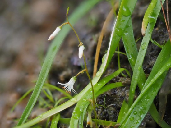 圖為廣西肺筋草。（廣西壯族自治區(qū)中醫(yī)藥研究院供圖）