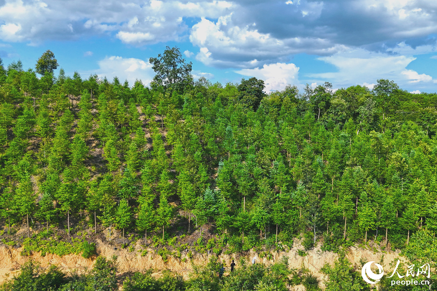 “一林三吃”的經(jīng)營模式豐富了林下經(jīng)濟的多樣性。人民網(wǎng) 李昌乾攝 “一林三吃”的經(jīng)營模式豐富了林下經(jīng)濟的多樣性。人民網(wǎng) 李昌乾攝