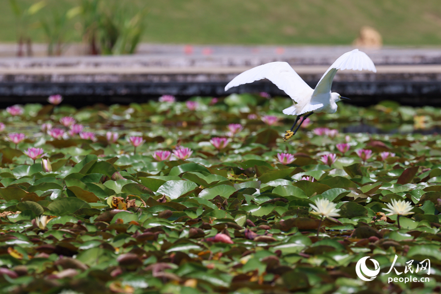 彩蓮滿塘鷺鳥飛。人民網(wǎng)記者 陳博攝