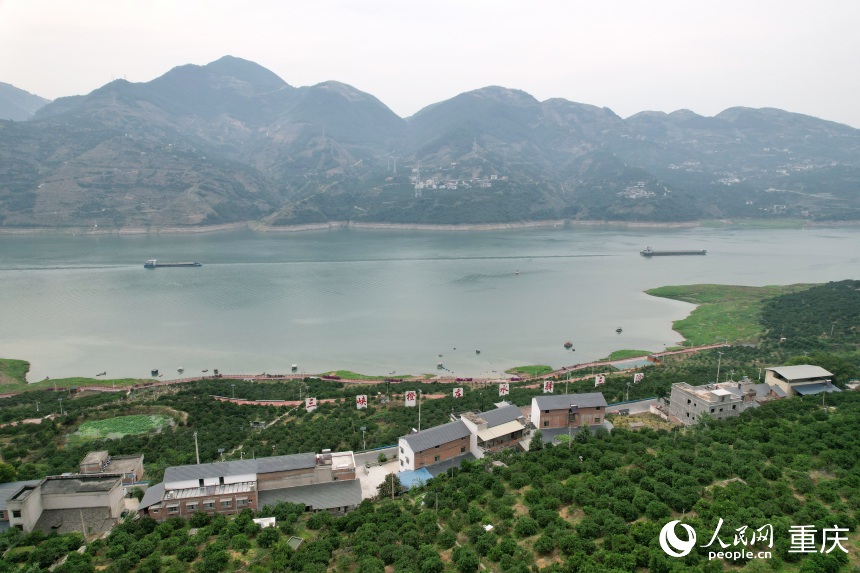 三沱村正以“三峽橙莊”建設(shè)為契機(jī)，描繪鄉(xiāng)村振興新圖景。人民網(wǎng)記者 劉政寧攝