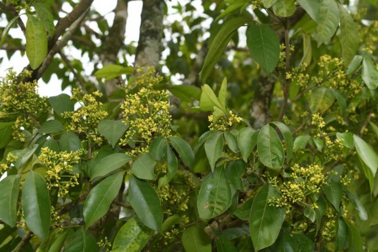 圖為廣西割舌樹。（廣西壯族自治區(qū)中醫(yī)藥研究院供圖）