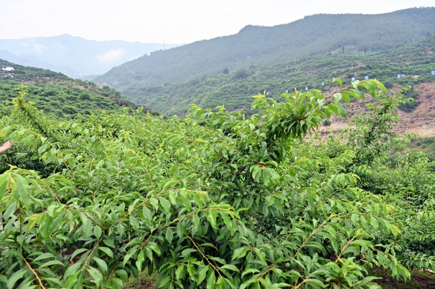 柑園村漫山遍野的脆李樹。鄒樂攝