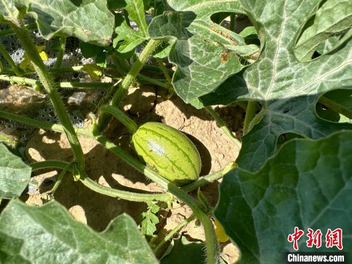 14日，記者在合作社的百畝西瓜地里，看著一個個如雞蛋般大小的西瓜，正“享受”著太陽的炙烤?！⑿〖t 攝