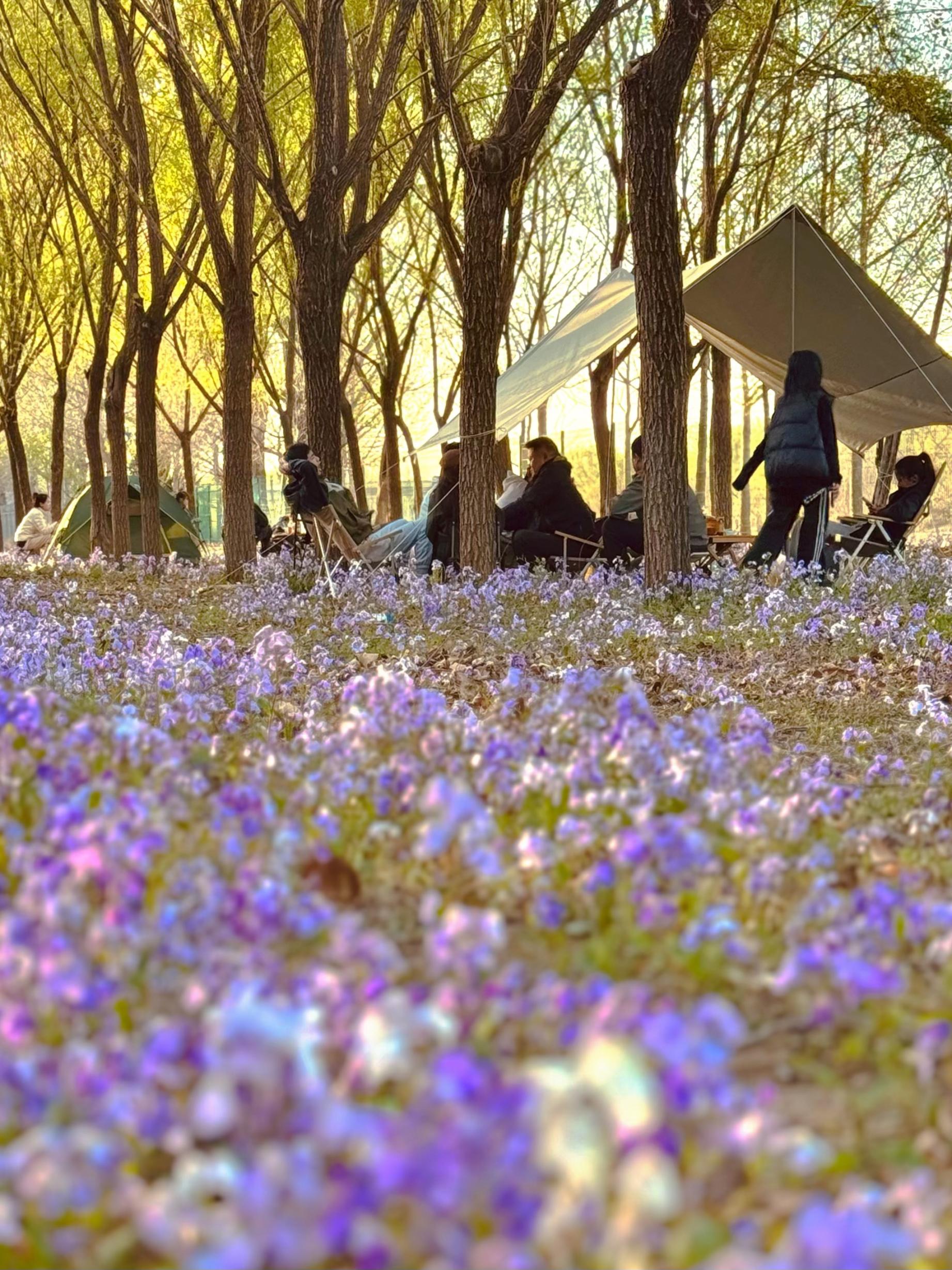 清明假期期間，范女士一家在北京溫榆河邊露營(yíng)。受訪者供圖