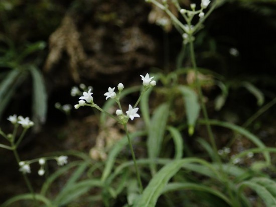 圖為線葉度量草。（廣西壯族自治區(qū)中醫(yī)藥研究院供圖）