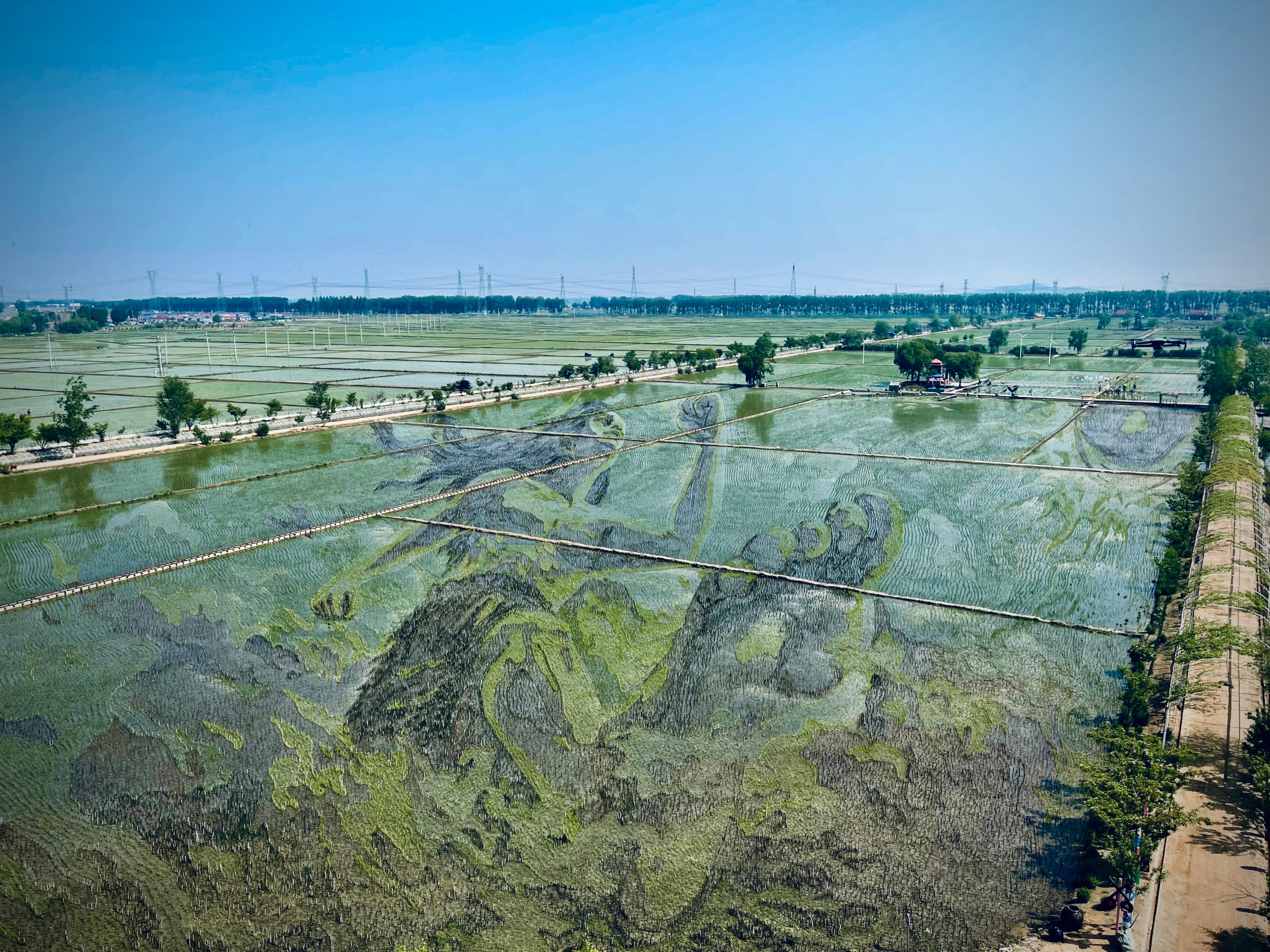 “歷史典故-夸父逐日”稻田畫。人民網(wǎng)記者 任妍攝