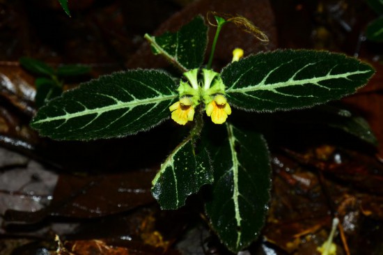 圖為美脈假糙蘇。（廣西壯族自治區(qū)中醫(yī)藥研究院供圖）