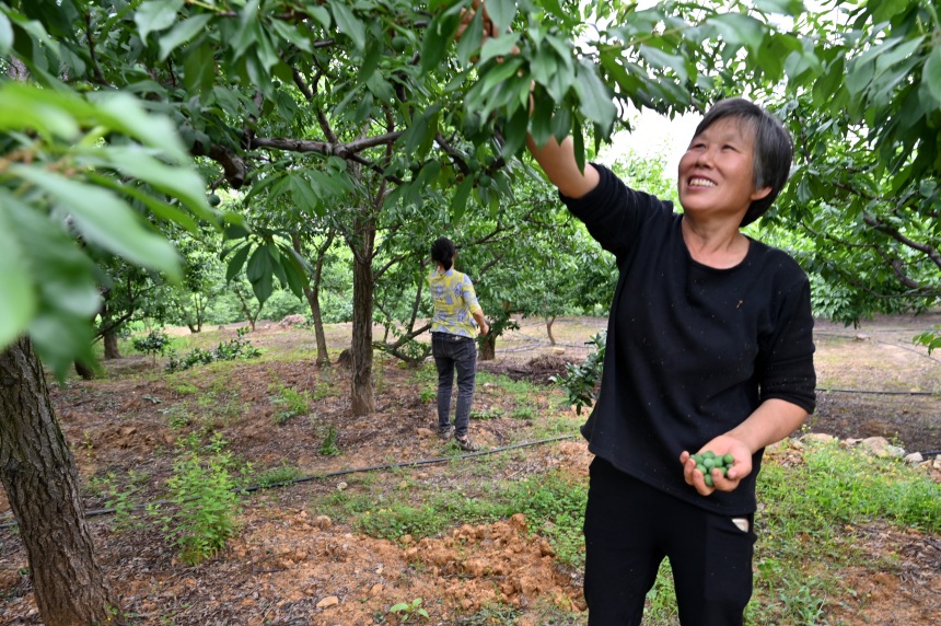 村民們搶抓農(nóng)時(shí)，忙著為脆李樹疏果。鄒樂攝