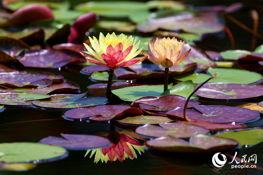 雙色睡蓮與翠綠的蓮葉、清澈的池水相映成畫。人民網(wǎng)記者 陳博攝