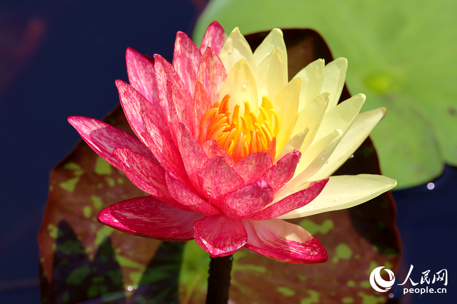 廈門海灣公園中，雙色睡蓮嬌艷欲滴。人民網(wǎng)記者 陳博攝