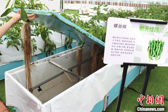 圖為在南昌市紅谷灘區(qū)元宇宙·VR數(shù)字農(nóng)業(yè)示范基地氣霧培養(yǎng)車間里，螺絲椒長勢良好。　熊錦陽 攝