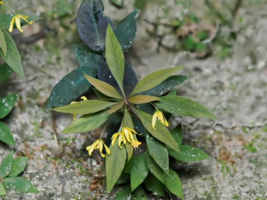 圖為洞生香草。（廣西壯族自治區(qū)中醫(yī)藥研究院供圖）