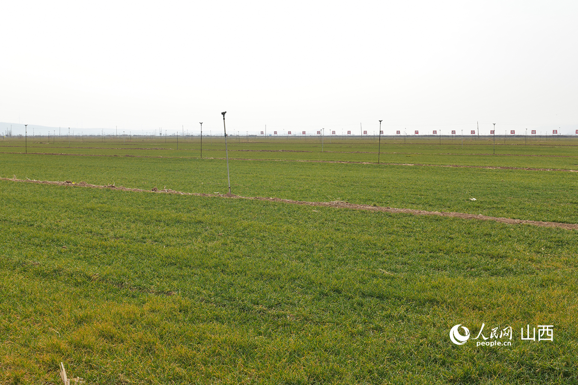 山西省運城市芮城縣返青的冬小麥。人民網記者 焦搏文攝