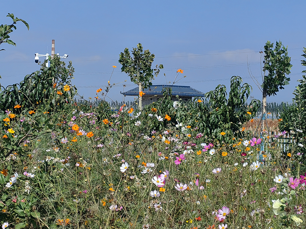 西馬寨村休閑小廣場。人民網(wǎng)記者 趙芳攝