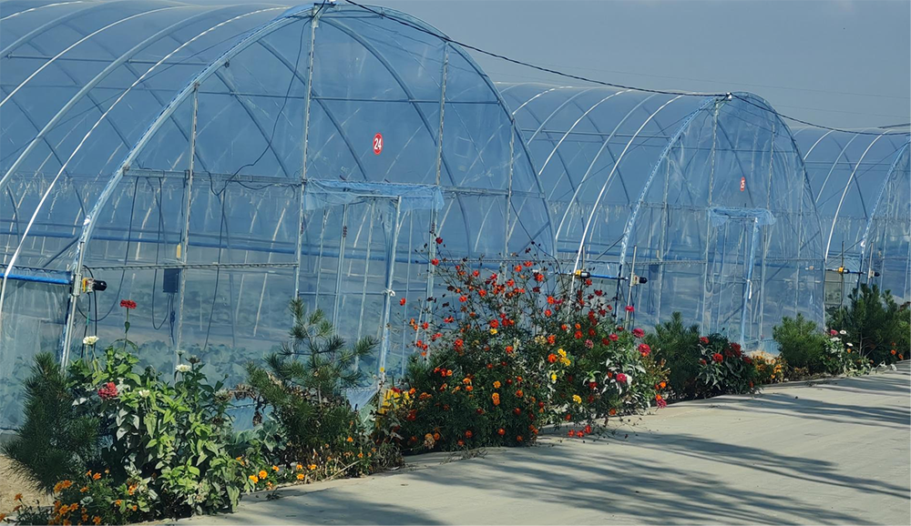 西馬寨村大棚種植。人民網(wǎng)記者 趙芳攝