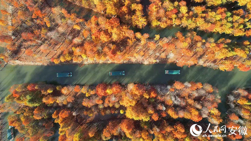 寧國落羽紅杉林。人民網(wǎng) 郭昊攝